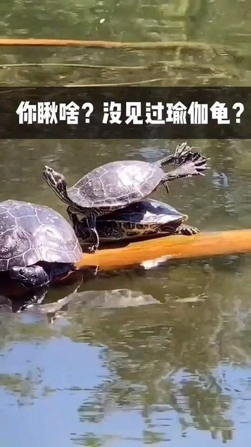 黑瓜吃料每日更新正能量视频